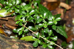 Psychotria daphnoides