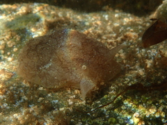 Pleurobranchaea maculata