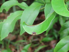 Tapinanthus