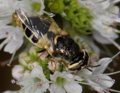 Oplodontha pulchriceps