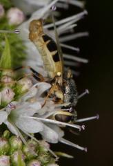 Oplodontha pulchriceps