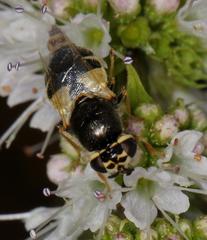 Oplodontha pulchriceps