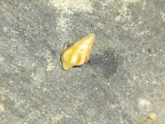 Nodopelagia brazieri