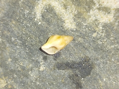 Nodopelagia brazieri