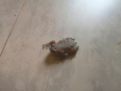 Uperodon taprobanicus