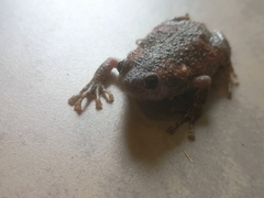 Uperodon taprobanicus