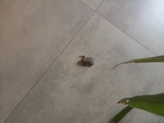 Uperodon taprobanicus