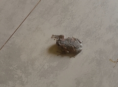 Uperodon taprobanicus