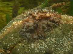 Phrikoceros