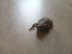 Uperodon taprobanicus