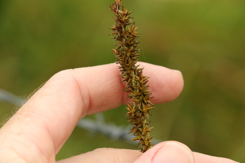 Carex declinata (Carex declinata)