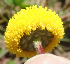 Lasiospermum pedunculare