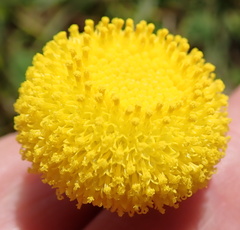 Lasiospermum pedunculare