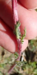 Lasiospermum pedunculare