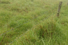 Carex declinata
