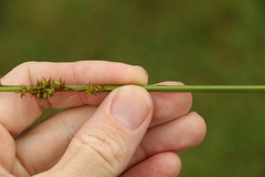 Carex declinata