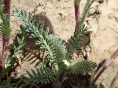 Lasiospermum pedunculare