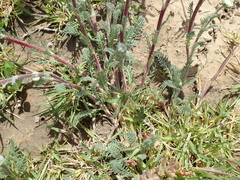 Lasiospermum pedunculare