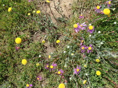 Lasiospermum pedunculare