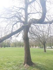 Catalpa bignonioides