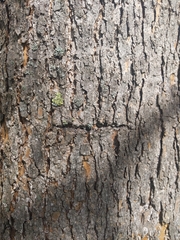 Catalpa bignonioides