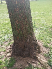 Catalpa bignonioides