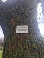 Catalpa bignonioides