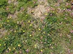Lasiospermum pedunculare