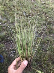 Rhynchospora modesti-lucennoi