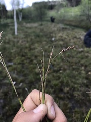 Rhynchospora modesti-lucennoi