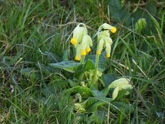 Primula veris veris