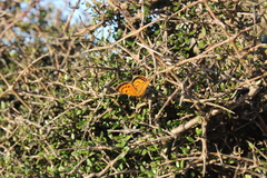 Lycaena 'canterbury common copper'