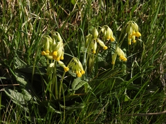 Primula veris veris