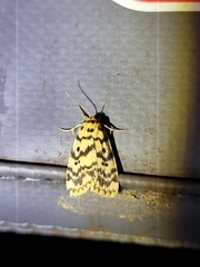 Hectobrocha multilinea