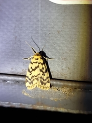 Hectobrocha multilinea