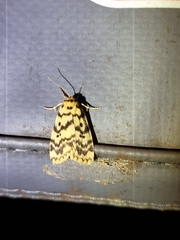 Hectobrocha multilinea