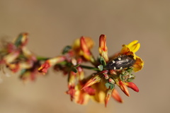 Acmaeodera prorsa