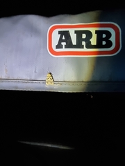 Hectobrocha multilinea