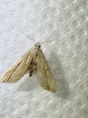 Araeopteron canescens