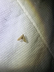 Araeopteron canescens