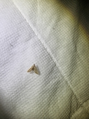 Araeopteron canescens