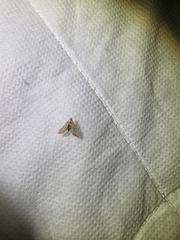 Araeopteron canescens