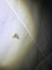 Araeopteron canescens