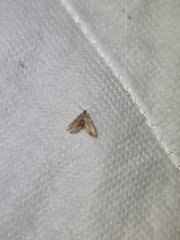 Araeopteron canescens