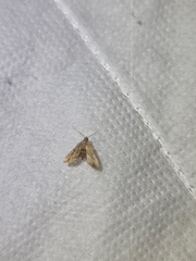 Araeopteron canescens