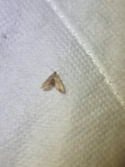 Araeopteron canescens