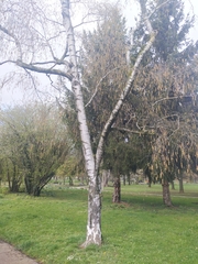 Betula pendula