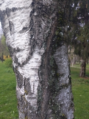 Betula pendula