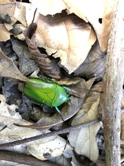 Trigonophorus rothschildi