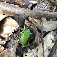 Trigonophorus rothschildi